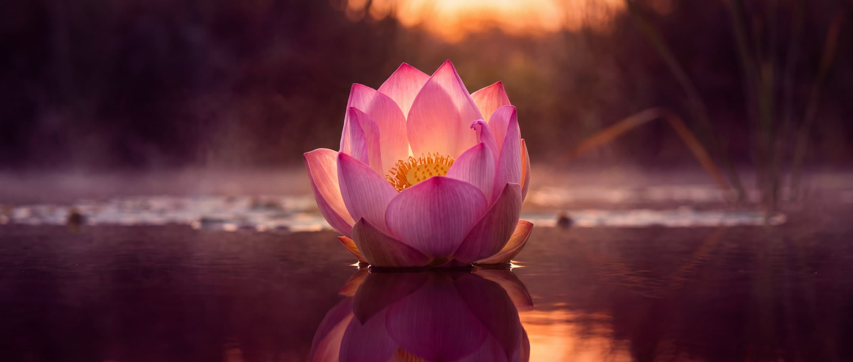 A pink lotus opening at sunrise on still, wine-dark water, its golden heart reflected below