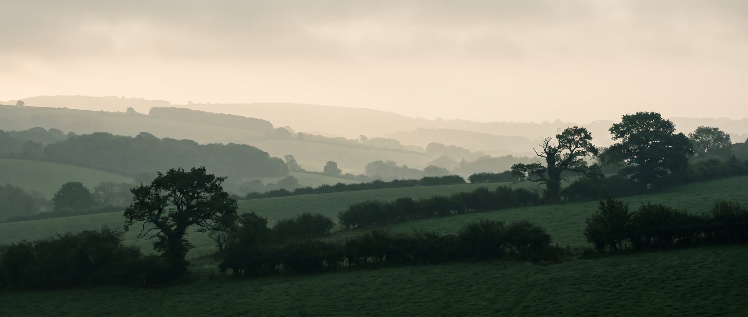 Misty rolling English countryside at first light, hedgerows and old oaks in deep green under a cream sky
